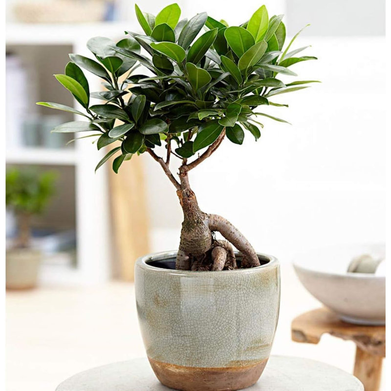 Top Bonsai tree in a 6 inch ceramic pot